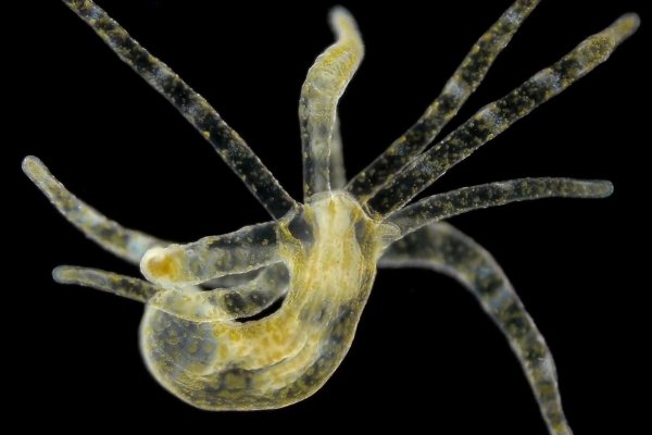 Kraken зеркала gigageek ru